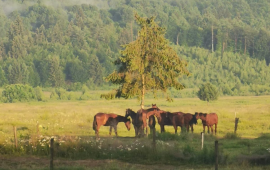 Campare la Pensiunea Ferma Brandusa